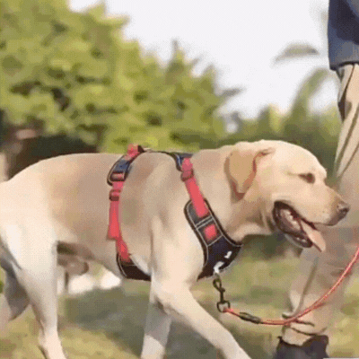 Arnés para perros anti tracción – ProtégeMe™